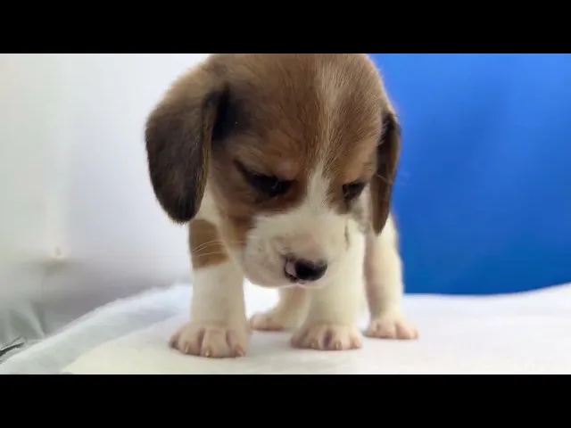 動画