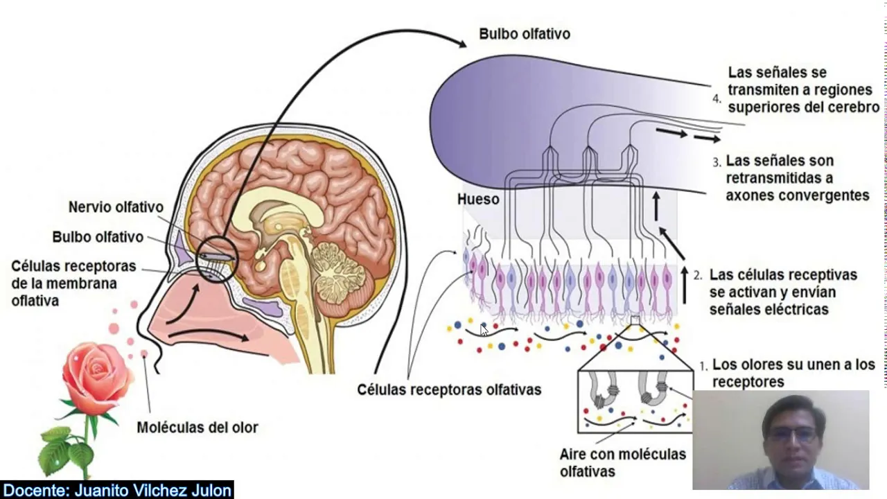 Procesos cognitivos básicos