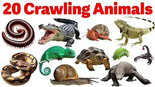 Crawling Animals Name for Kids | Learn 20 Crawling Animals in English
