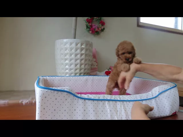 動画