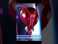 Download Lagu Male reproductive organs (Male genitalia) 12