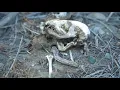 Billy Strings - Watch It Fall (Official Video)