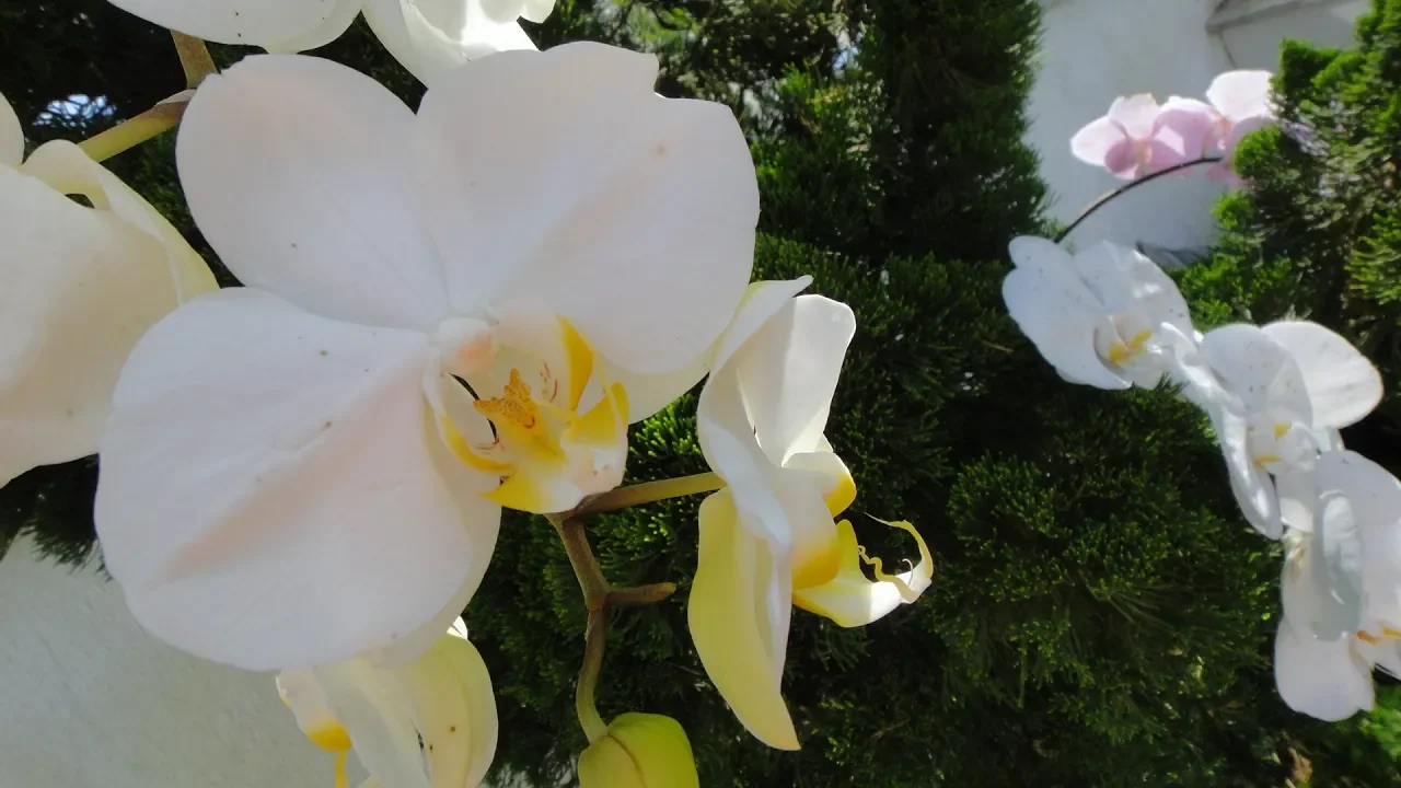 ORQUÍDEA EM ÁRVORE