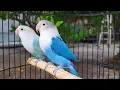 Download Lagu Lovebird Chirping Sounds - Blue Fischer \u0026 Pastel Blue Fischer - 3 Hours and 51 Minutes