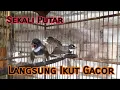 Sikatan Kipas 1 Pasang GACOR Cocok Untuk Masteran/Pancingan
