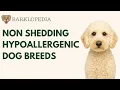 Top 10 Non-Shedding Hypoallergenic Dog Breeds Best Dogs for Allergy Sufferers