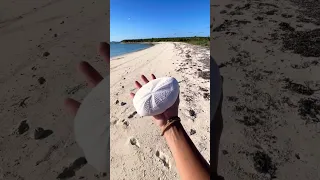 How I walk my dogs in the Bahamas living on a sailboat 🏝️ #shorts