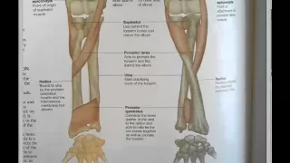 ICD 10 PCS Guidelines B3 5 Overlapping body layers