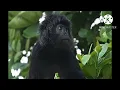 Download Lagu suara monyet lutung kasarung/the sound of the langur monkeys
