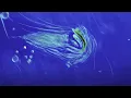 Peter Gabriel - i/o (Bright-Side Mix) (Official Music Video)