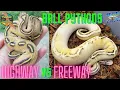 Highway VS Freeway Ball Pythons