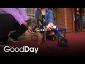 This Adorable Dog is Looking for His Forever Home Pet of the Week