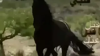 ماترحم كبيرك ياصغير 