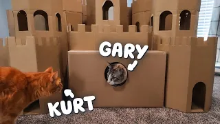 Are Cardboard Boxes the Greatest Cat Toy of All Time?