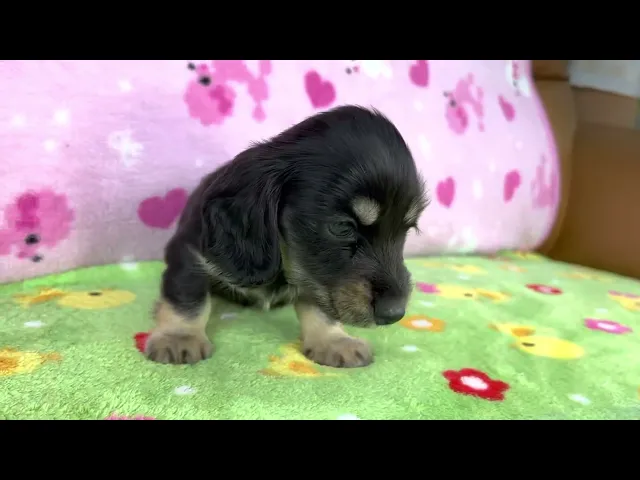 動画