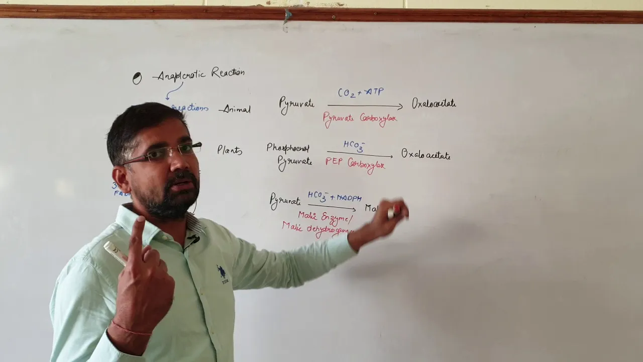 Anaplerotic Reaction
