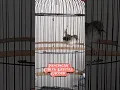 Download Lagu Pancingan Paling Manjur Untuk Ciblek kristal Macet Jadi Rajin Bunyi.