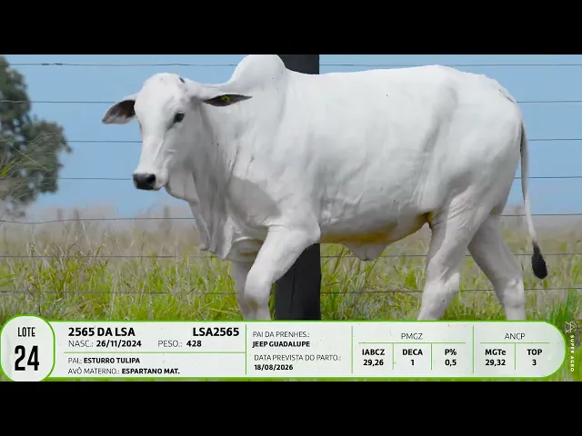 Novilha Nelore LSA - 2565