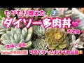 【多肉日記#327】大変身のダイソー多肉❣️葉挿し率高い🌱群生💐育てやすいおすすめ品種🌿100均プランターのおまとめ丼をお世話しました🪴