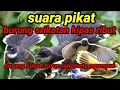 Download Lagu suara pikat super ampuh burung srikatan kipas ribut