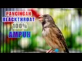 Download Lagu Pancingan Suara Blackthroat Gacorr Betina klepek klepek