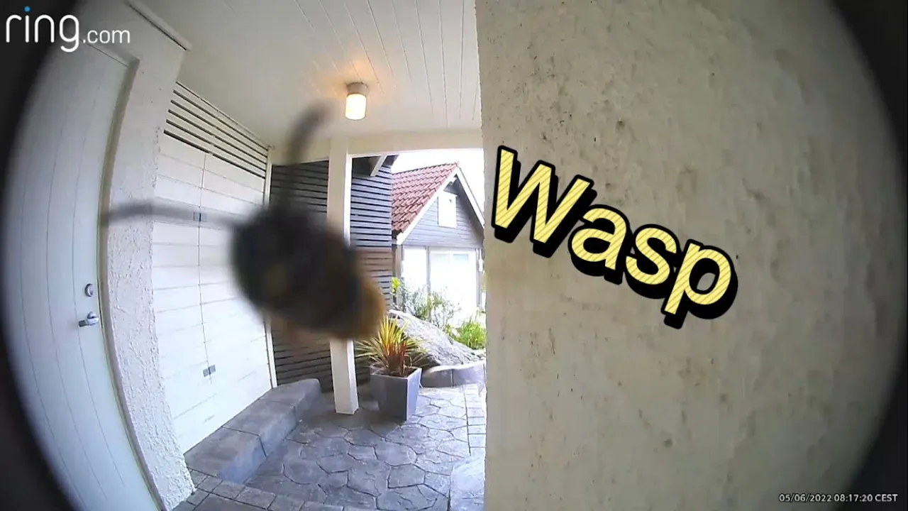 Wasp on My Front Door | Ring Defence System Took Care of It!