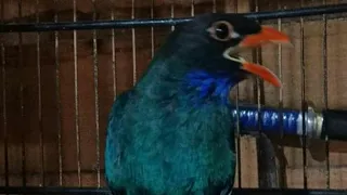 masteran tembakan rapat tengkek buto gacor untuk isian murai batu ciblek prenjak pleci glatik