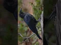 Crow bird ringtone