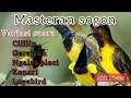 Download Lagu MASTERAN SOGON ISIAN CILILIN, GEREJA, PLECI, KENARI, LOVEBIRD
