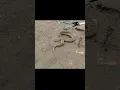 Download Lagu Russell viper snake rescue 🥵 #russellviper #shorts #snakeyoutubeshorts