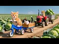 Download Lagu Mama Cat and Kitten Adopt an Abandoned Kitten While Harvesting Cabbages Heartwarming Story 🐱🥬❤️