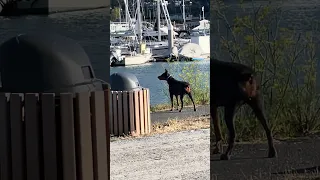 .. #fyp #dream #youtube #pets #doberman