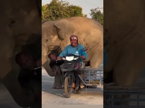 Elefantes fofos ❤️ #elefante #funny #cuteanimals #animaisselvagens #tailandia #thailand #shorts