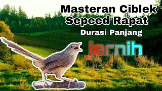 Download Masteran Ciblek Jernih MP3