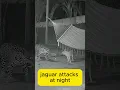Lagu Jaguar attacks at night