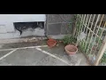 dog sleeping cutely peacefully in extremely small window gap. small window gap is bed of dog