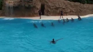 الدرافيل   قلب بالحق تعلق دندنها
