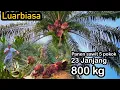 Lagu Luarbiasa panen sawit tinggi 5 pokok 23 janjang setara 800kg sawit unggul 