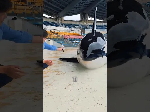 Why Did the Dolphin Eat the Whole Box? 🐬🐟