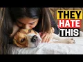 7 Things People Do That Beagles Can t Stand