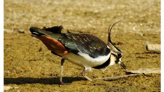 بيبيط الزقزاق الشامي Vanneau Huppé 