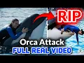 Download Lagu Jessica Radcliffe Orca Attack: Real or Fake? Full Story Revealed