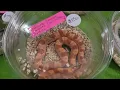 Conroe HERPS Show Part 1 January 2024