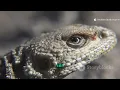 Lizard Warlords | Battle for the Rocks 117