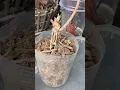 Download Lagu It's simple to revive a withered orchid     #howtogroworchids #orchids
