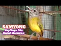 Download Lagu BURUNG SAMYONG GACOR Asyiknya bila sudah Berkicau  Memiliki 1001 kaicauan