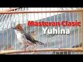 Download Lagu Pancingan yuhina malas bunyi|yuhina gacor full tembakan