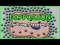 UNDERSTANDING DIFFUSION How Diffusion works What Factors affect Diffusion