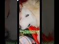 I Used a HUMAN Pregnancy Test on my Pyrenees