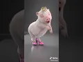 Download Lagu a pig dancing with heels was me